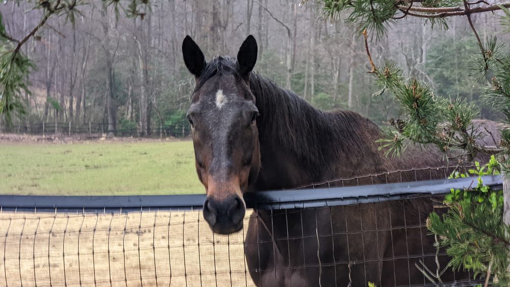Stonehouse Equestrian - equestrian in Hartwood, VA