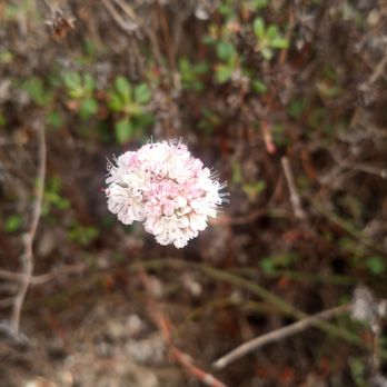 Montana de Oro State Park - Flower - Parks Near Me - Los Osos, California