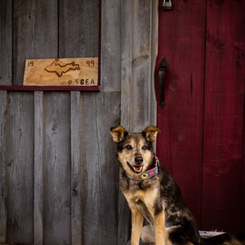 Prodigy Pups Dog Training - Pet Training Near Me - Little Falls, Minnesota Prodigy Pups Dog Training - Pet Training Near Me - Little Falls, Minnesota