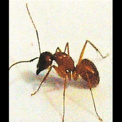 H L Cooper Pest Control