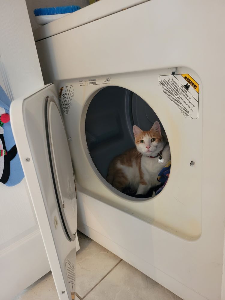 PET SITTING OF THE PALM BEACHES Updated March 2024 12 Photos