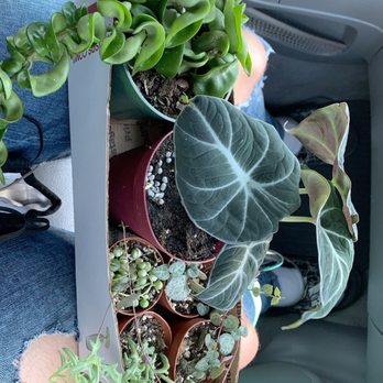 Nursery on Wheels - Nurseries & Gardening Near Me - Orlando, Florida