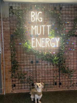 The Boozy Mutt by null