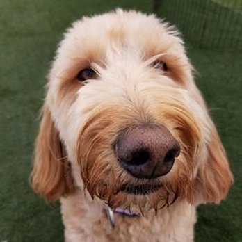 Downtown Hound - Pet Training Near Me - Boise, Idaho Downtown Hound - Pet Training Near Me - Boise, Idaho