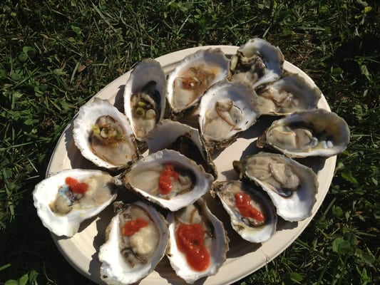 Wellfleet OysterFest by null