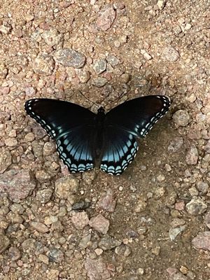 Elephant Rocks State Park by null