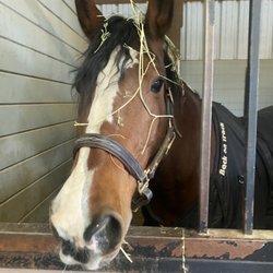 Valley View Equestrian - Lesson horse Ti