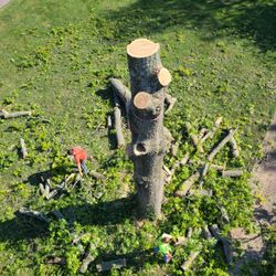 Smashey & Sons Tree Service