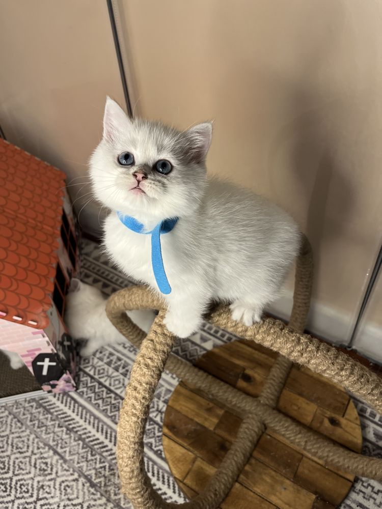 PASHAS KITTENS - Updated December 2025 - Request Information - 15 ...