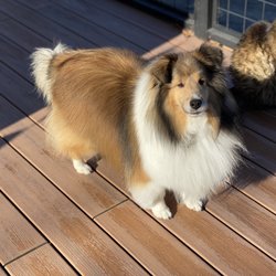 Barking Lot - Sadie after a grooming