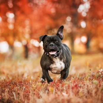 Dog Proof Photography - Pet Photography Near Me
