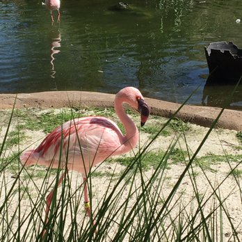 Memphis Zoo - Pink Flamingos! - Zoos Near Me - Memphis, Tennessee Memphis Zoo - Pink Flamingos! - Zoos Near Me - Memphis, Tennessee