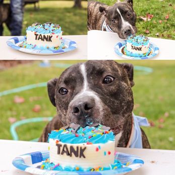Woof N’ Bake - A Dog Cake with a blue border for Tank! - Pet Services Near Me - Boise, Idaho Woof N’ Bake - A Dog Cake with a blue border for Tank! - Pet Services Near Me - Boise, Idaho
