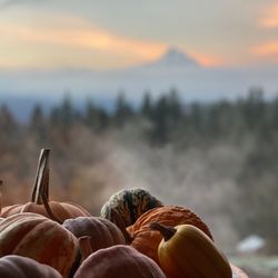 Sakura Ridge - Harvest view
