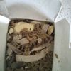 Peking Chop Suey gift card