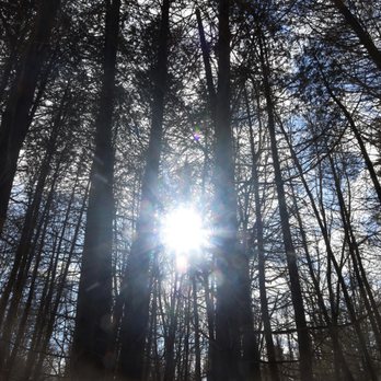Pinhey Forest - Hiking Near Me - Ottawa, Ontario
