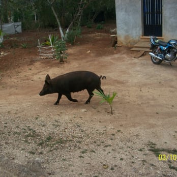 Ek Balam Mayan Ruins - this little piggy went wee wee wee all the way home - Landmarks & Historical Buildings Near Me - Yucatán, YUC