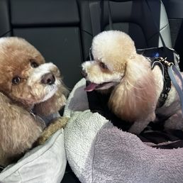 Freshly groomed