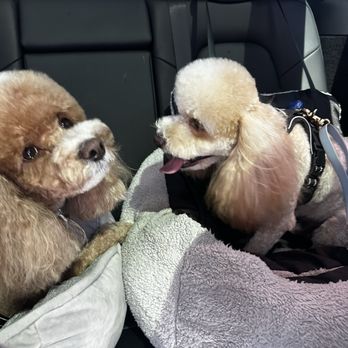OC Pawtastic Grooming - Freshly groomed - Pet Groomers Near Me - La Palma, California