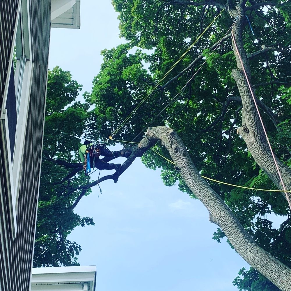 Jon's Tree Maintenance and Removal - tree service in Nashua, NH