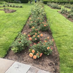 Central Park - Roses