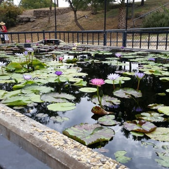 International Waterlily Collection - Botanical Gardens Near Me - San Angelo, Texas International Waterlily Collection - Botanical Gardens Near Me - San Angelo, Texas
