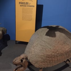 Museo Trompo Mágico - Exposición Darwin