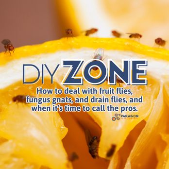 Paragon Pest Control - Whether they're fruit flies, drain flies, or fungus gnats, DIY fixes like drying soil, sealing trash, and treating drains often help. - Pest Control Near Me - Grand Prairie, Texas Paragon Pest Control - Whether they're fruit flies, drain flies, or fungus gnats, DIY fixes like drying soil, sealing trash, and treating drains often help. - Pest Control Near Me - Grand Prairie, Texas