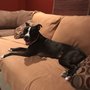Photo of Bakers Dog Care