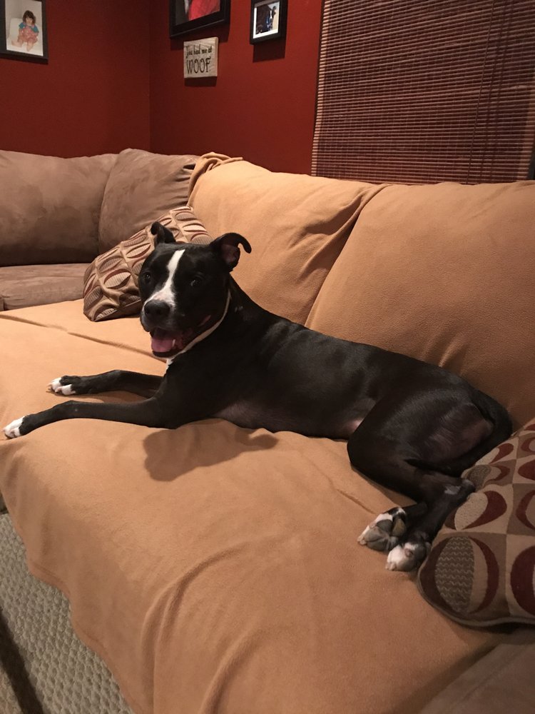 Bakers Dog Care - pet boarding facility in Secaucus, NJ