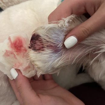 Elite Paw Spa - Pet Groomers Near Me - Mesa, Arizona