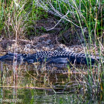 Sawgrass Recreation Park - Alligator - Parks Near Me - Weston, Florida Sawgrass Recreation Park - Alligator - Parks Near Me - Weston, Florida
