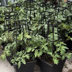 Sutherlands - Tomato plants