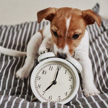 Scooping Bros - Pet Waste Removal Near Me - Fall River, Massachusetts Scooping Bros - Pet Waste Removal Near Me - Fall River, Massachusetts