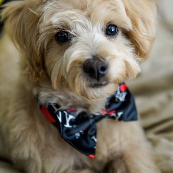 Hayden Grooming - Logan, clean and sharp. - Pet Groomers Near Me Hayden Grooming - Logan, clean and sharp. - Pet Groomers Near Me