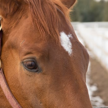 Silver Fern Stables 11 Photos Horseback Riding 13411 Il Rt 176 Woodstock Il Phone Number