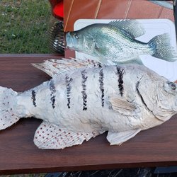 Life-Like Taxidermy - Real Crappie on Top and Fake Imitation Crappie the Taxidermist Created