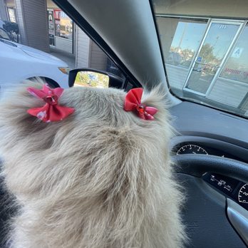 Pawsitively Perfect - Pretty Heart bows from Karen 4 Scoutie - Pet Groomers Near Me - Lemon Grove, California Pawsitively Perfect - Pretty Heart bows from Karen 4 Scoutie - Pet Groomers Near Me - Lemon Grove, California