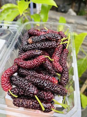 San Mateo Farmers' Market by null