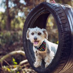 Waggin' Tail Ranch RV Park