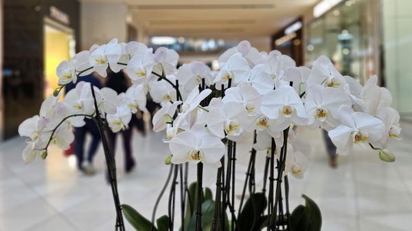 Westfield Valley Fair by null