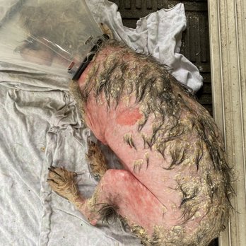 Pet & Bird Clinic - Day before he passed after dip showing all of his hair loss and secondary skin infection. - Veterinarians Near Me - Austin, Texas Pet & Bird Clinic - Day before he passed after dip showing all of his hair loss and secondary skin infection. - Veterinarians Near Me - Austin, Texas