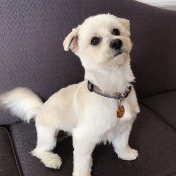 Love Pet Grooming - Pet Groomers Near Me - Westminster, Colorado Love Pet Grooming - Pet Groomers Near Me - Westminster, Colorado