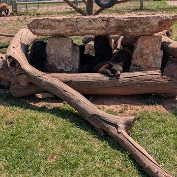 Bear Country USA - Baby bears! - Zoos Near Me - Rapid City, South Dakota Bear Country USA - Baby bears! - Zoos Near Me - Rapid City, South Dakota