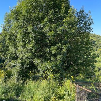 M & J Tree Service - My very full tree needs a trim! - Tree Services Near Me