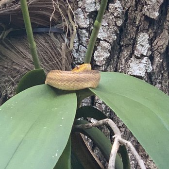 Flamingo Gardens - A little snake that was in the tree as I was walking by. - Botanical Gardens Near Me - Davie, Florida Flamingo Gardens - A little snake that was in the tree as I was walking by. - Botanical Gardens Near Me - Davie, Florida