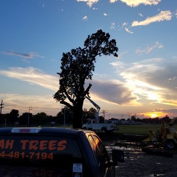Yeah Trees - Tree Services Near Me - New Orleans, Louisiana Yeah Trees - Tree Services Near Me - New Orleans, Louisiana