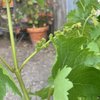 Coquelicot Organic Estate Vineyard gift card