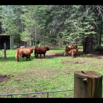 Twilight Meadows - Highlander Cattle - Ranches Near Me Twilight Meadows - Highlander Cattle - Ranches Near Me