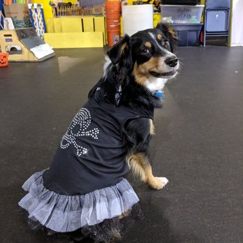 Dogs Days Dog Training - Happy Halloweentime, now take off this costume and let's Flyball! - Pet Training Near Me - Vancouver, Washington Dogs Days Dog Training - Happy Halloweentime, now take off this costume and let's Flyball! - Pet Training Near Me - Vancouver, Washington